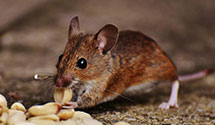 24 Hour & Emergency Exterminators in No Little Rock, AR